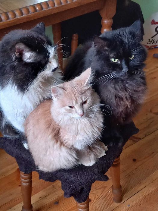Віддам у добрі руки котиків.