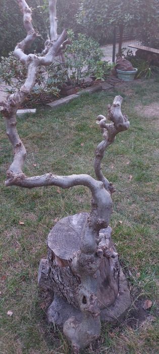 Drzewko do terrarium