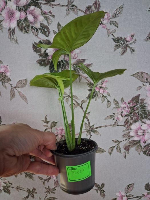 Кімнатні рослини калла,хавортія,сингоніум