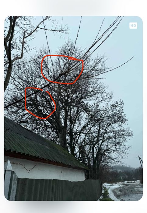 Спил деревьев с вышкой и без Вывоз Бесплатно