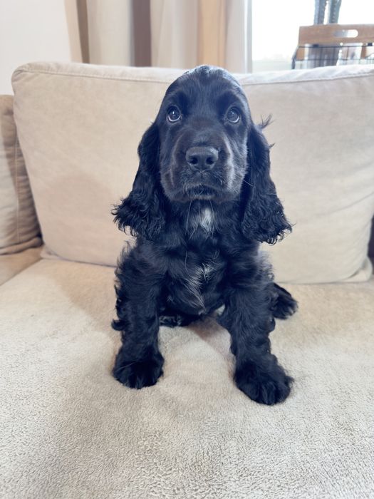 Rezerwacja - RUBY - suczka Cocker Spaniel Angielski