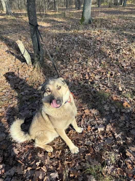 Метис лайки 3 роки терміново шукає дім