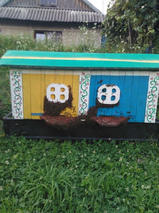 Бджоли:пакети,відводки,рої. Можлива доставка по області.