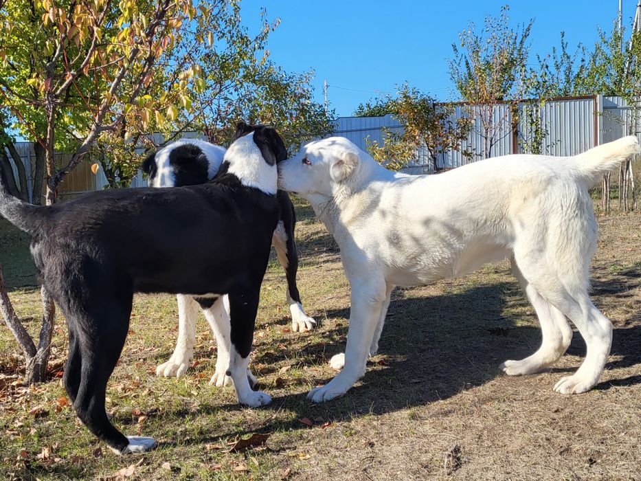 В'язка середньоазіатська вівчарка САВ (САО) алабай