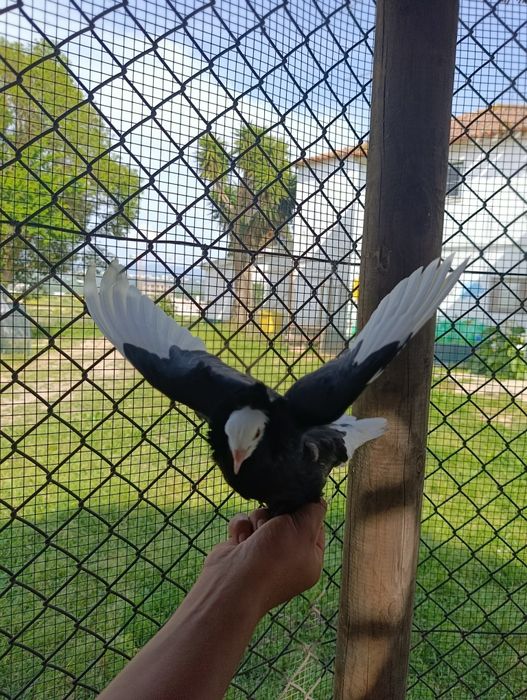 Pombo capuchinho puro
