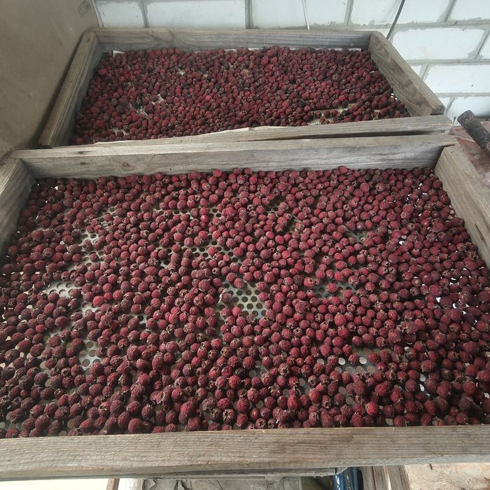 Боярышник (глід) сухой 2025г.