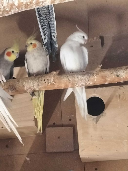 Papugi nimfy z 2024r