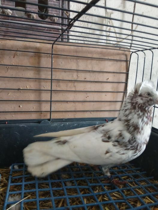 Gołębie ozdobne, sokół gdański