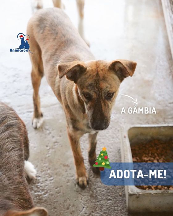 Gambia - cadela jovem de porte medio