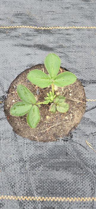 Truskawki 10 sadzonek