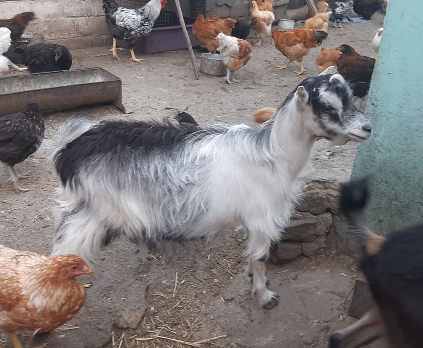 Козлики Ламанча. Кози.