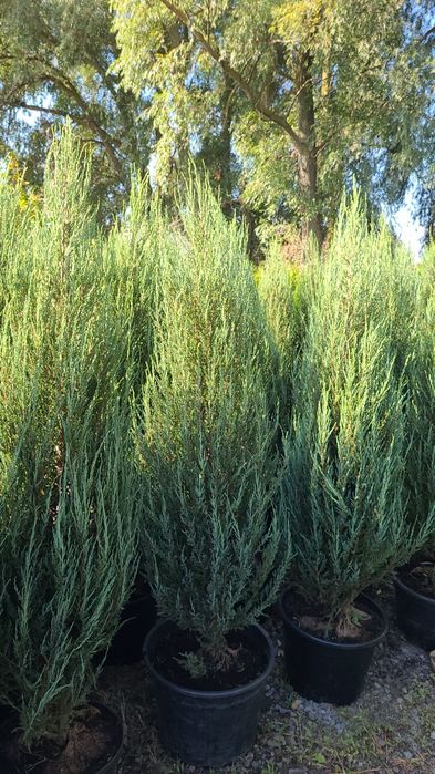 Ялівець Блу Арроу в асортименті від 1.8 + м