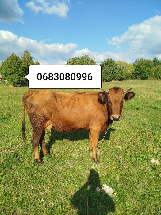 Продам корову пануся