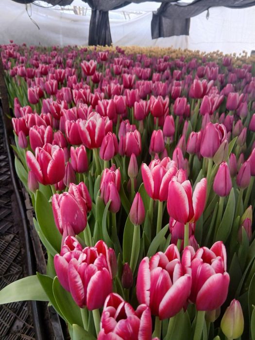 Тюльпан 35грн/шт.