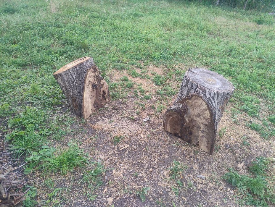 Стовбур горіха, горіх, слеб.