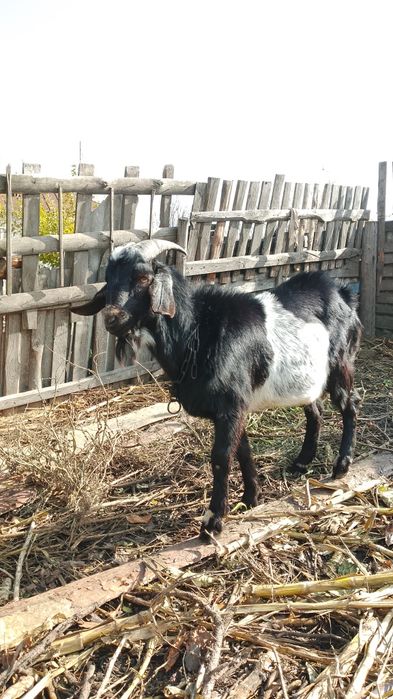 Козел двухлетка продам