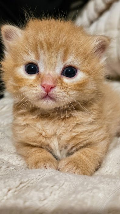Шотландські кошенята