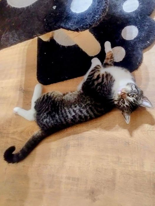 Pawełek to koci ideał,kochany,uroczy i spokojny,dostojny,młody turbosłodziak do adopcji kot cętki pręgi pasy