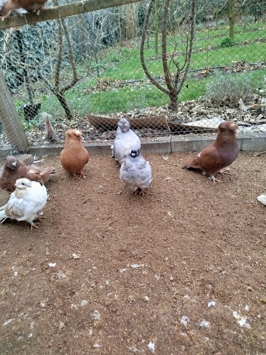 Gołębie ozdobne, mewka chińska , turkot frankoński