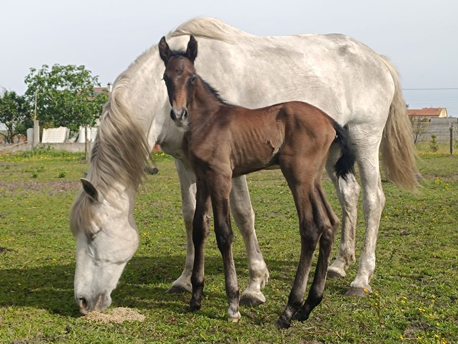 Égua lusitana afilhada