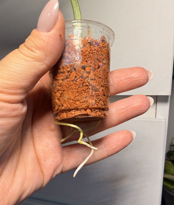 Alokazja macrorhizza splash