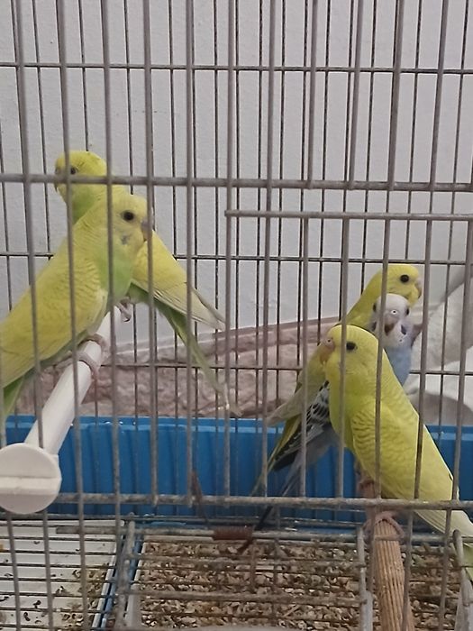 Lindos Piriquitos para mudar de lar