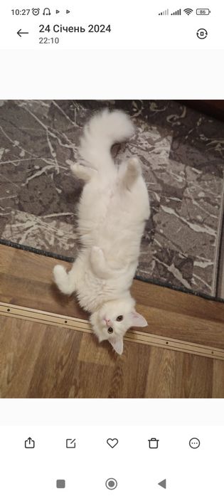 Дівчинка киця шукає нареченого,в'язка кота