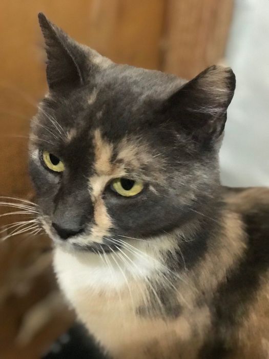 Кицьки стерилізовані, молоденькі