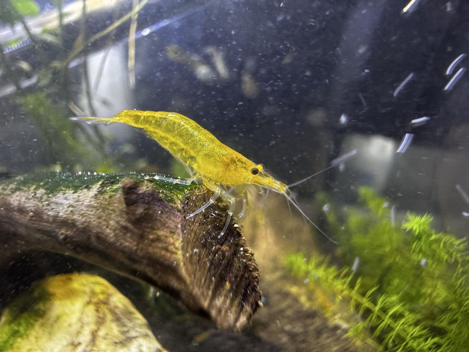 Krewetki Neocaridina  davidi var. Yellow