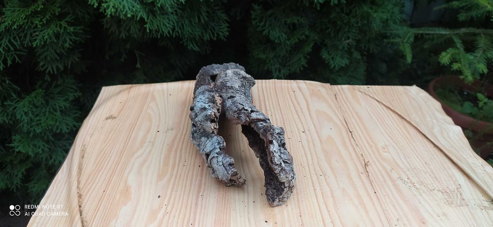 Grota z pożytecznego debu korkowego 22x8x7 cm