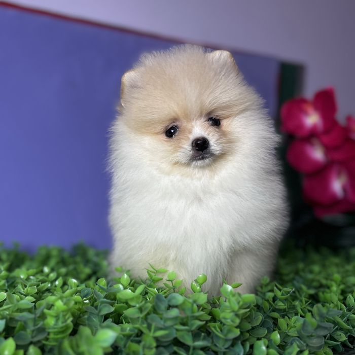 ляльковий Ведмедик шоу классу