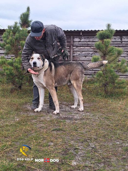 алабай Рім у надійні руки