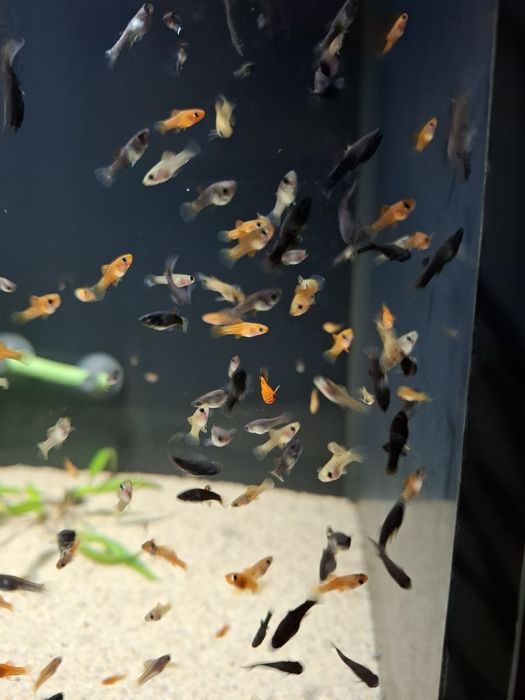 Molinezja żółta (złota), molinezja black molly