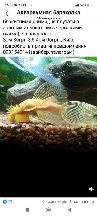 Анциструс жёлтый L144 голубоглазый (не альбинос),вуаль