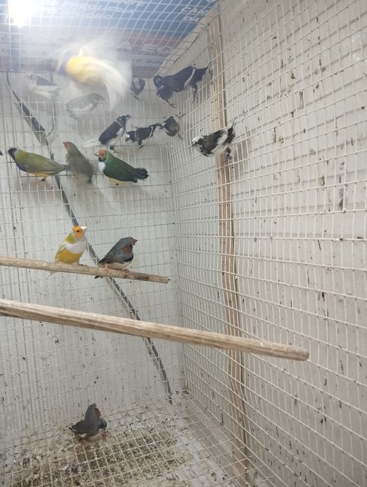 Bengalins de várias cores