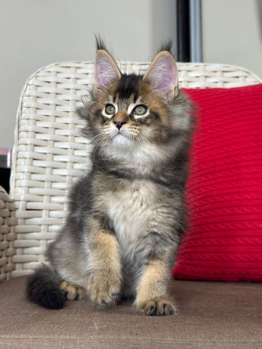 Dracarys- Kocurek Maine Coon