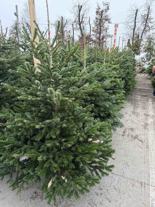 Живі Новорічні Ялинки. Ялиця Нордмана