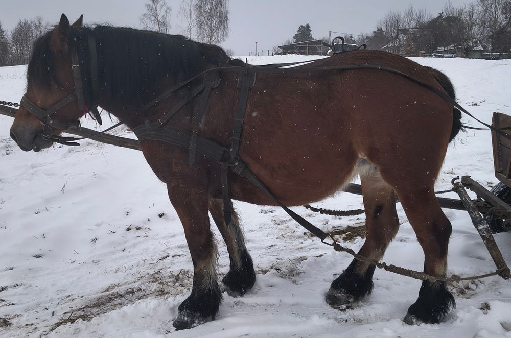 Sprzedam klacz zimnokrwistą