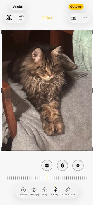 Kocurek Maine Coon