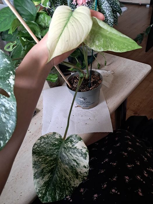 Monstera deliciosa mint