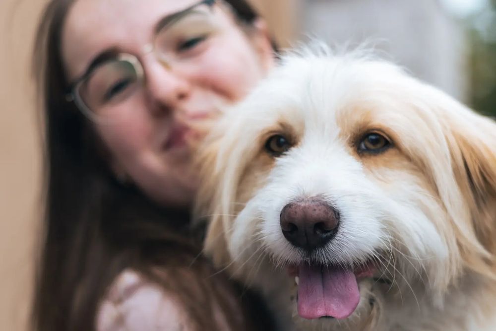 Загубився домашній ПЕС