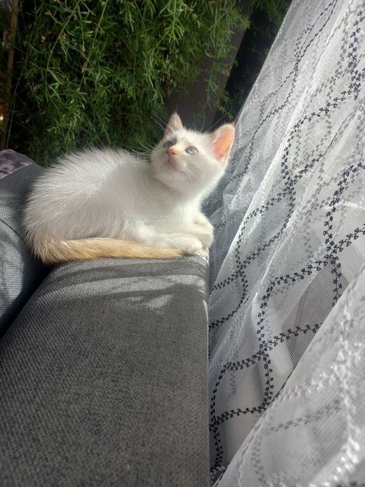 Продам сіамських кошенят, хлопчик та дівчинка.