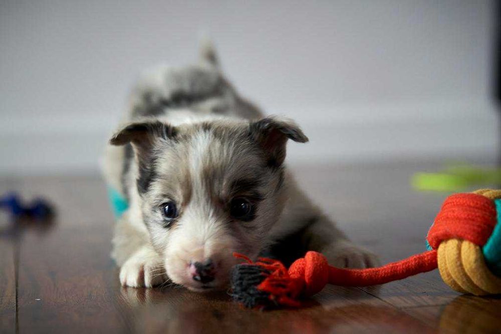 Uroczy szczeniak Border Collie seal merle- Kodi.