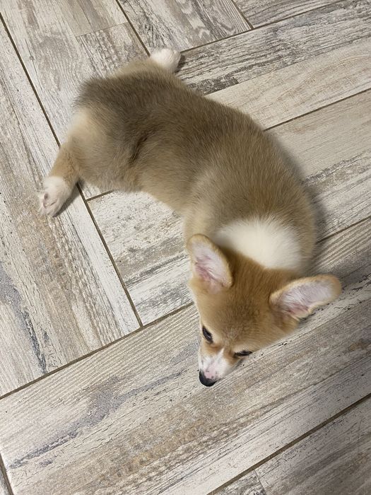 Малюки Вельш Корг