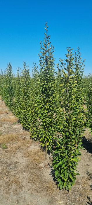 Żywopłot. Grab kolumnowy fastigiata 220/240 cm. Dostawy Cała Polska.