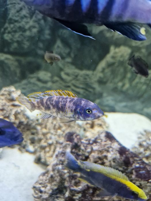Cilcideos africanos