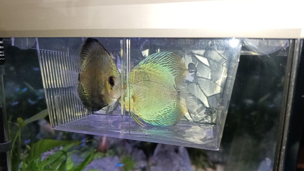 Discus Azul Cobalto