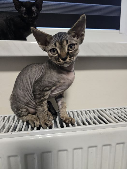 Devon rex FPL  kotka