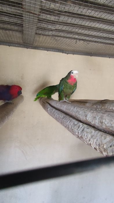 Fêmea de papagaio cubano de 2020 amazonas leucocephala impecável
