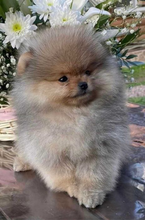 Spitz Alemão Anão e/ou Lulu da Pomerânia com LOP e AFIXO